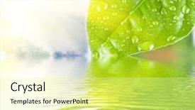  Presentation with leave - Slides having the water with reflection background and a blonde colored foreground