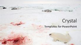  Presentation with delivery baby - Audience pleasing PPT theme consisting of the white sea - blood backdrop and a white colored foreground