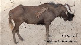  Presentation with white and black figures climbing ladders - Audience pleasing theme consisting of the white-tailed gnu backdrop and a  colored foreground