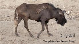  Presentation with award in black and white - Colorful theme enhanced with the white-tailed gnu backdrop and a  colored foreground
