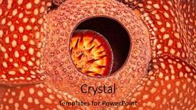  Presentation with indonesia - PPT layouts having the world sumatra indonesia background and a red colored foreground