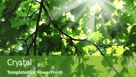  Presentation with green maple leaves - Presentation theme having the young green leaves background and a forest green colored foreground