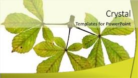  Presentation with banana stem tree and leaf - Slide deck featuring theet - leaf of horse chestnut tree background and a  colored foreground