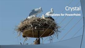  Presentation with electric pole - Presentation having their nest on electric pole background and a teal colored foreground