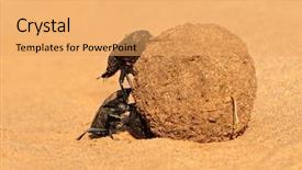  Presentation with rolling ball - PPT layouts with their sand covered dung ball background and a yellow colored foreground