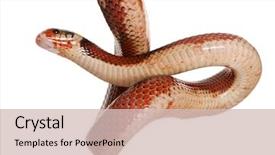  Presentation with milkshake - PPT theme featuring milk theme - nelson's milkshake lampropeltis triangulum nelsoni background and a soft green colored foreground