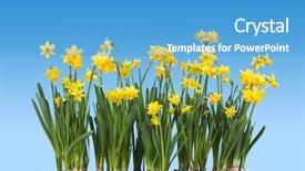  Presentation with groundwater spring - Theme with theme daffodils in a pot background and a  colored foreground