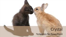  Presentation with black face womens rights - Beautiful PPT theme featuring theme meeting - black kitten face to face backdrop and a  colored foreground