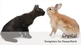  Presentation with black face womens rights - Audience pleasing PPT theme consisting of theme meeting - black kitten face to face backdrop and a  colored foreground