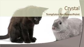  Presentation with black cat in front - Slides with theme meeting - black kitten playing with rabbit background and a cream colored foreground