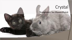  Presentation with black cat in front - Cool new PPT theme with theme meeting - black kitten playing with rabbit backdrop and a light gray colored foreground