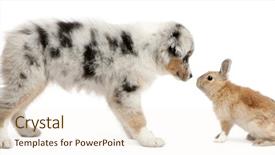  Presentation with australian - Amazing slides having theme meeting - blue merle australian shepherd puppy backdrop and a cream colored foreground