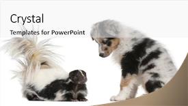  Presentation with australian - Cool new PPT theme with theme meeting - blue merle australian shepherd puppy backdrop and a white colored foreground
