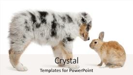  Presentation with australian - Audience pleasing slide deck consisting of theme meeting - blue merle australian shepherd puppy backdrop and a soft green colored foreground