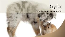  Presentation with white and navy blue - Colorful slides enhanced with theme meeting - blue merle australian shepherd puppy backdrop and a soft green colored foreground