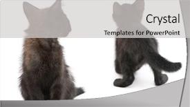  Presentation with two cute sisters playing - Slides having theme meeting - two black kittens playing together background and a light gray colored foreground