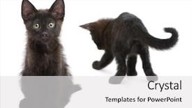  Presentation with black - Amazing slide deck having theme meeting - two black kittens playing together backdrop and a white colored foreground