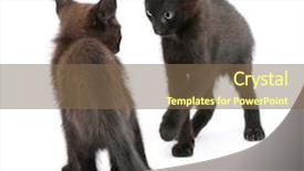  Presentation with two cute sisters playing - Beautiful slide deck featuring theme meeting - two black kittens playing together backdrop and a violet colored foreground