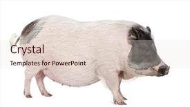  Presentation with side effects of injectable drugs - Colorful slide deck enhanced with theme pot - side view of gottingen minipig backdrop and a lemonade colored foreground