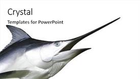  Presentation with fish ocean - PPT layouts enhanced with ocean themes - photo of marlin fish background and a white colored foreground