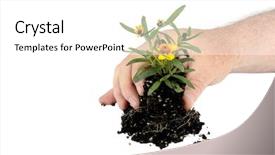  Presentation with seedling - Presentation theme consisting of themes global warming - gardeners hand placing small seedling background and a white colored foreground
