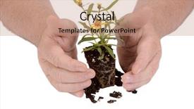  Presentation with seedling - Presentation theme enhanced with themes global warming - small seedling flower ready background and a  colored foreground