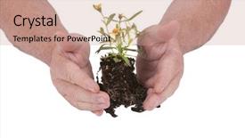  Presentation with seedling - Beautiful theme featuring themes global warming - small seedling flower ready backdrop and a coral colored foreground