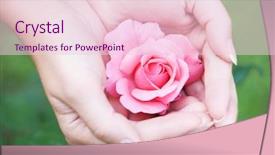  Presentation with women - Amazing theme having cupping therapy - women's hands with a rose backdrop and a lemonade colored foreground