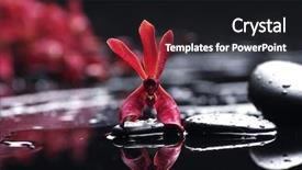  Presentation with orchid - Slide set featuring therapy stones with red orchid background and a  colored foreground