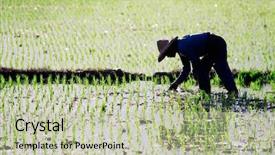  Presentation with farming - Cool new slide deck with rice farming - there is a farmer working backdrop and a  colored foreground