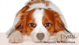  Presentation with clean - Theme consisting of therianthrope-kooiker-with-human-eyes background and a coral colored foreground