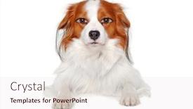  Presentation with clean - Slide set enhanced with therianthrope-kooiker-with-human-eyes background and a lemonade colored foreground