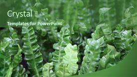  Presentation with ferns - Amazing slide deck having thick and curly lasagna ferns leaves wet by raindrop backdrop and a forest green colored foreground