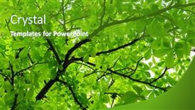  Presentation with green foliage - Presentation with thick green foliage under tree nature composition background and a tawny brown colored foreground