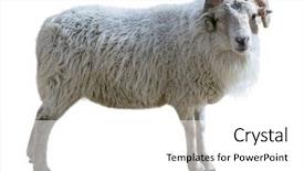  Presentation with sheep mesopatamia - Presentation theme consisting of thick hair and twisted horn background and a white colored foreground