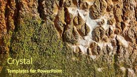  Presentation with growing tree - PPT theme with thick-tree-trunk-close-up background and a tawny brown colored foreground