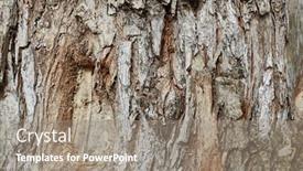  Presentation with tree - Audience pleasing slide deck consisting of thick-tree-trunk-close-up backdrop and a gray colored foreground
