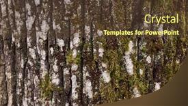  Presentation with tree - PPT layouts with thick-tree-trunk-close-up background and a tawny brown colored foreground