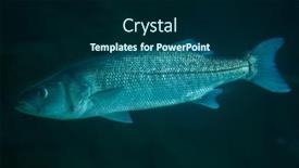  Presentation with grey - Colorful PPT layouts enhanced with thicklip-grey-mullet-chelon-labrosus backdrop and a navy blue colored foreground