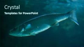  Presentation with grey - Slide deck with thicklip-grey-mullet-chelon-labrosus background and a ocean colored foreground