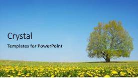  Presentation with oak tree - Slide deck having thin air - spring meadow with a yellow background and a light blue colored foreground