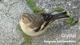  Presentation with think - Amazing PPT theme having think this is wood warbler backdrop and a gray colored foreground