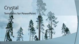  Presentation with plantation - Slide deck featuring thinned pines in a finnish plantation background and a light blue colored foreground