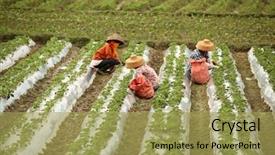  Presentation with chinese chinese - Presentation design having third world country - chinese farmer working on field background and a yellow colored foreground