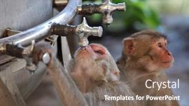  Presentation with water pipe - Presentation design having thirst - monkeys drinks water from pipe background and a gray colored foreground