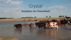  Presentation with domestic animals - Slide deck enhanced with thirsty-cows-drinking-water background and a light blue colored foreground