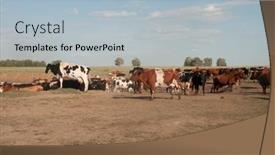  Presentation with domestic animals - Slides with thirsty-cows-drinking-water background and a light blue colored foreground