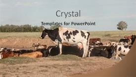  Presentation with domestic animals - Presentation theme enhanced with thirsty-cows-drinking-water background and a light gray colored foreground