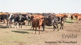  Presentation with domestic animals - Slides having thirsty-cows-drinking-water background and a coral colored foreground