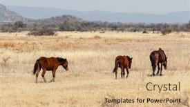  Presentation with drought - Slide deck enhanced with thirsty horses in a dry area looking for water in the african bush extreme drought background and a coral colored foreground